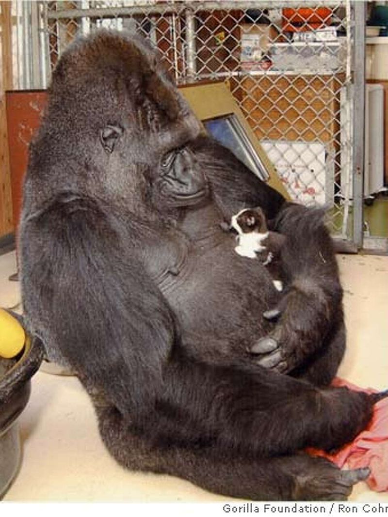 Koko the Gorilla and Her Kitten