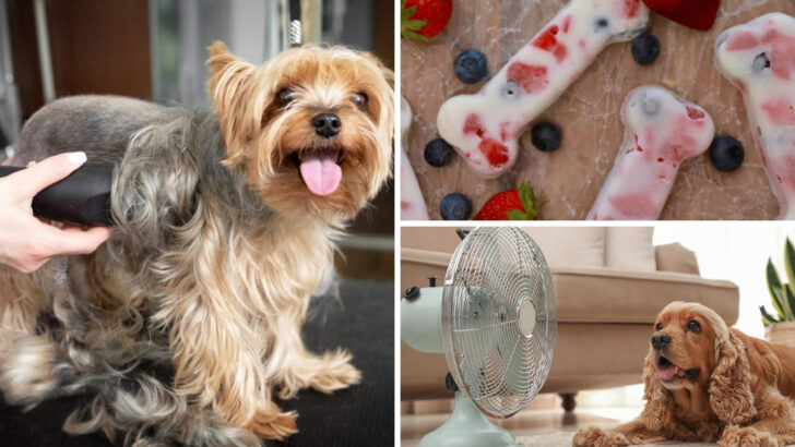 14 Vet-Approved Tips That Keep Pets Safe During Dangerous Heat Waves
