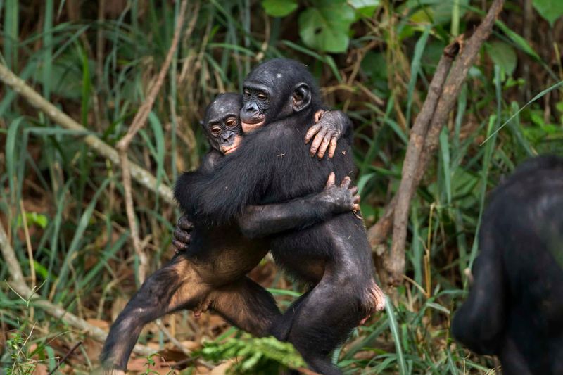 Bonobo