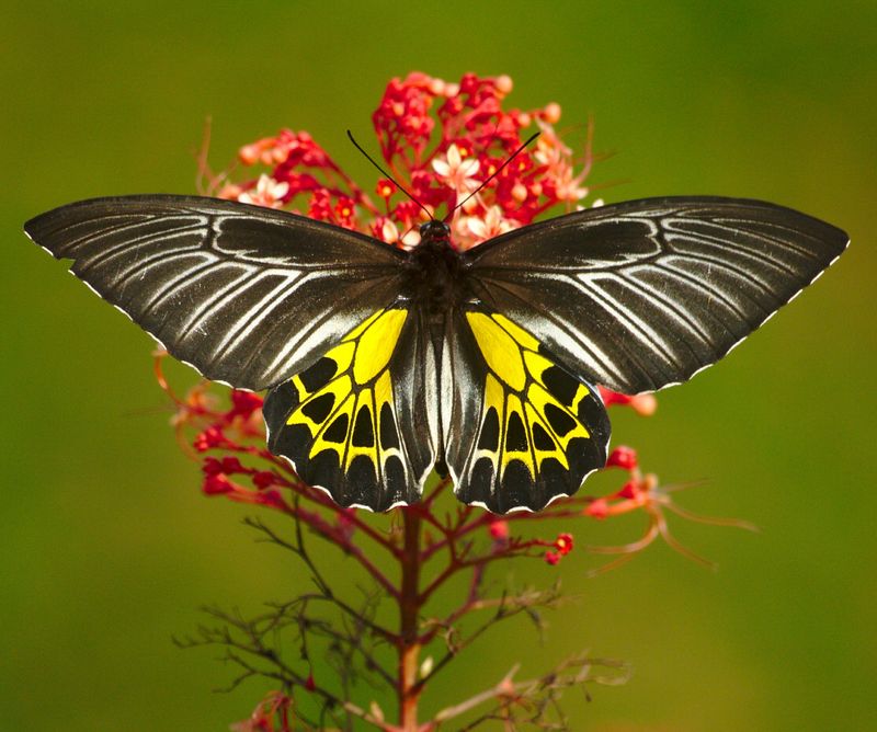 Southern Birdwing