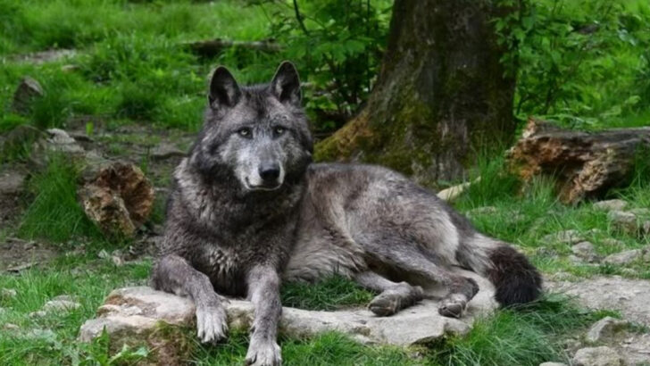 14 Wolves So Extreme You Won’t Believe They’re Real (From Giant to Tiny)