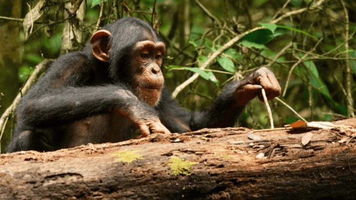 15 Animals That Outsmart Humans—And Know It