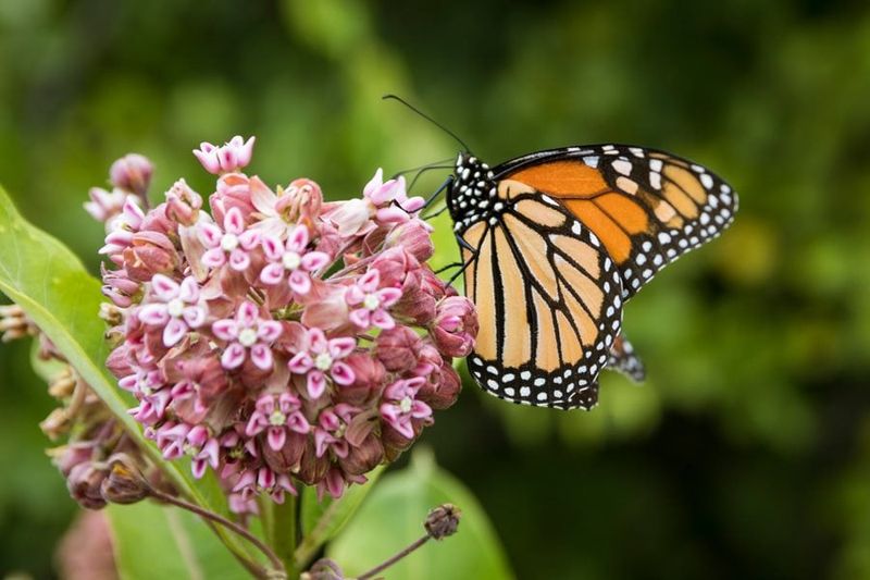 Monarch Butterfly