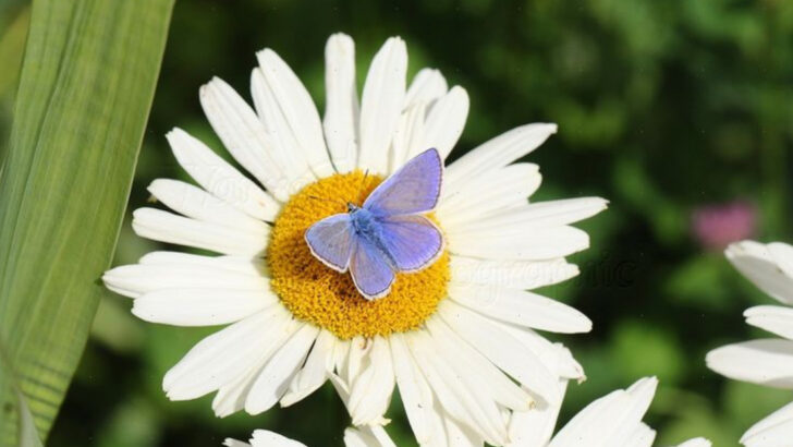 15 Beautiful Butterflies That Love Summer Gardens—and 2 That Can Destroy Them