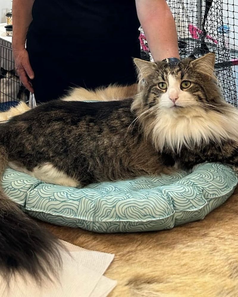 Norwegian Forest Cat
