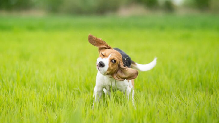 15 Dog Behaviors That Break Your Heart—Because They Mean Something’s Really Wrong