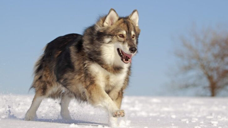 15 Dog Breeds Perfect for Wolf-Lovers (And 5 That Look Like Wolves But Don’t Behave Like Them)