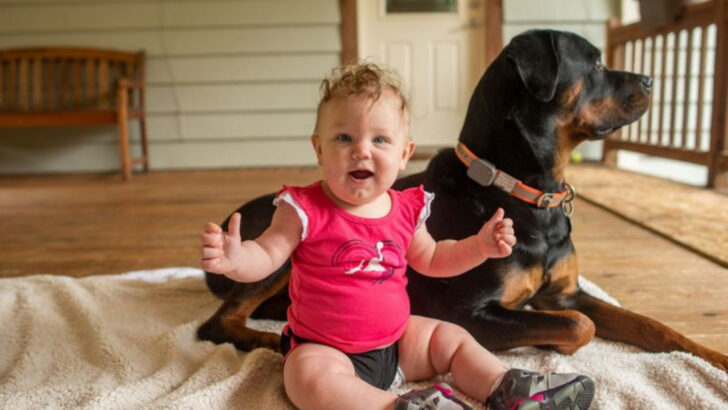 15 Dog Breeds With Dangerous Reputations—and Why People Still Love Them