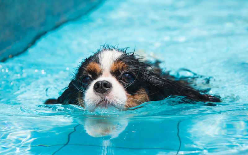 Cooling Off with Swimming