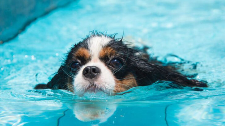 15 Dog Training Hacks to Handle Summer Chaos