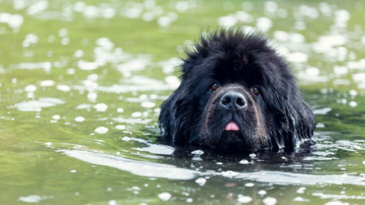 15 Dogs That Love Water and 5 That Are Afraid of It