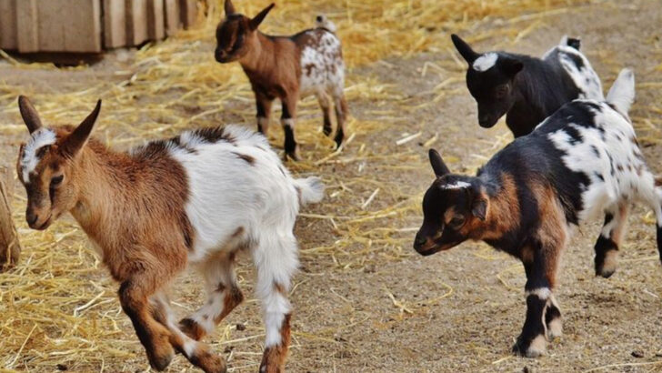 15 Facts About Why Pet Goats Are Gaining Popularity