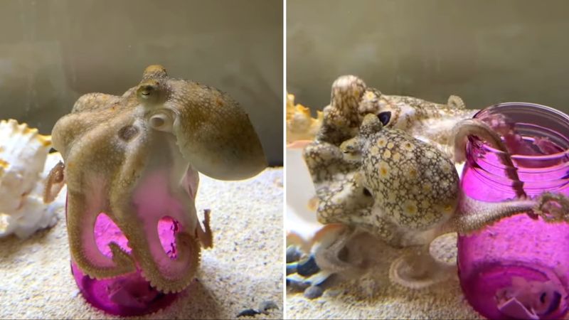 Octopus Problem Solving