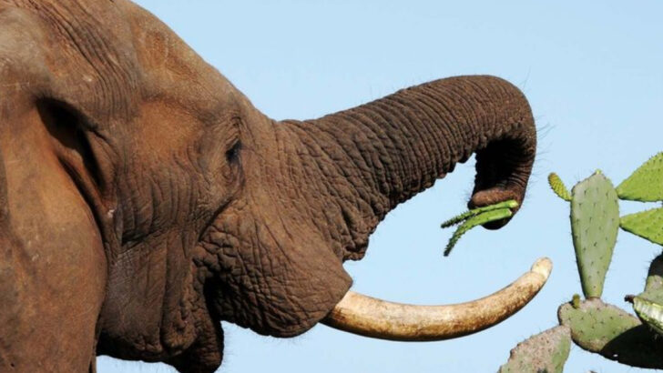 15 Fascinating Animal Intelligence Facts and 5 More That Prove How Smart They Are