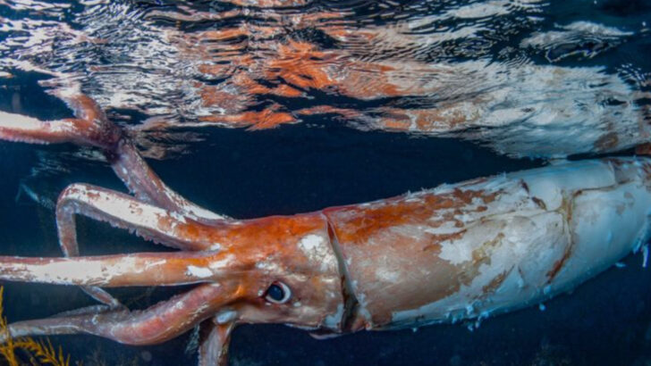15 Frightening Sea Creatures and 11 You’d Want to Hug