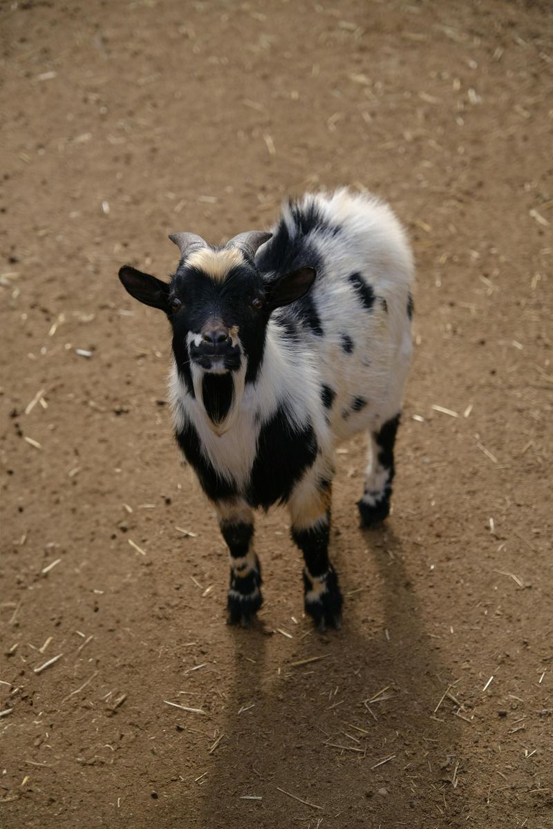 Nigerian Dwarf