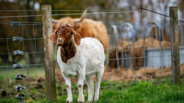 15 Goat Breeds So Full of Personality, You’ll Think They’re Pets