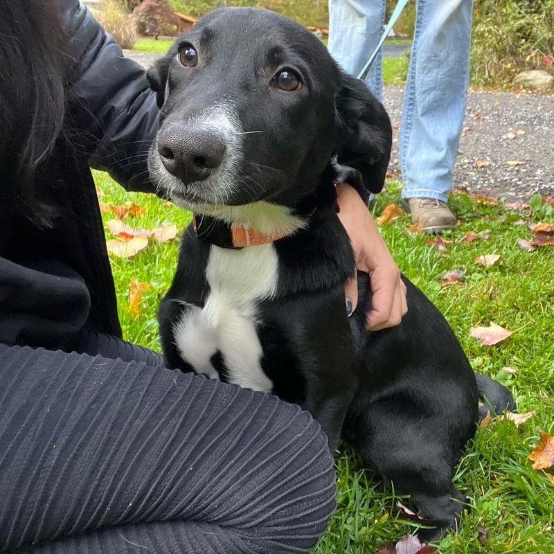 Border Collie Beagle