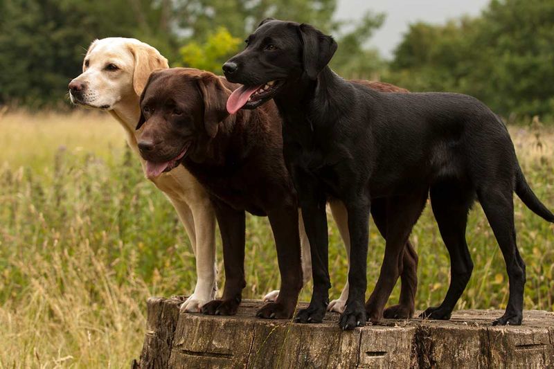 Labrador Retriever