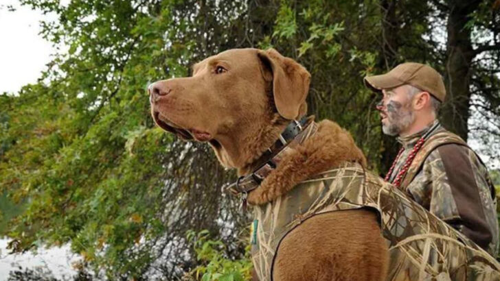 15 Hard-Working Hunting Dogs People Swear By and 5 More That Deserve a Place in the Field