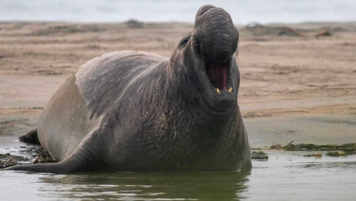 15 Mammals That Mastered the Ocean—and 5 More That Thrive in Both Worlds