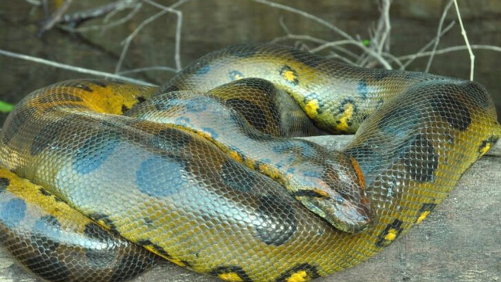 15 Most Dangerous Animals in South America