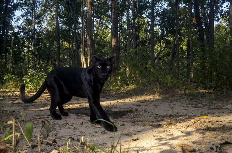 Color Variations in Panthers