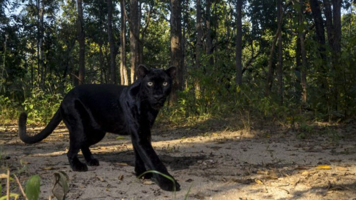 15 Mysterious Panther Facts You’ve Probably Never Heard—Including Where They Still Roam in the U.S.