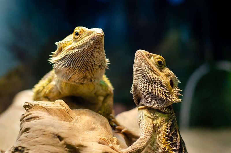 Bearded Dragon