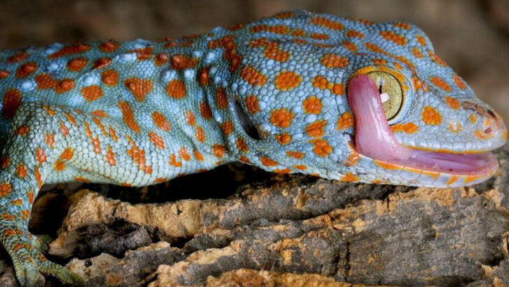 15 Pet Reptiles That Are Way Smarter Than People Think