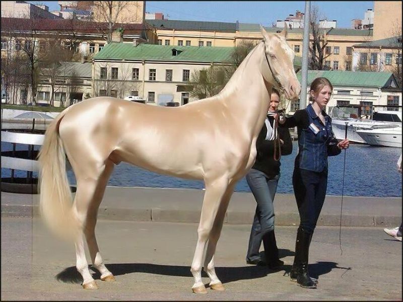 Akhal-Teke