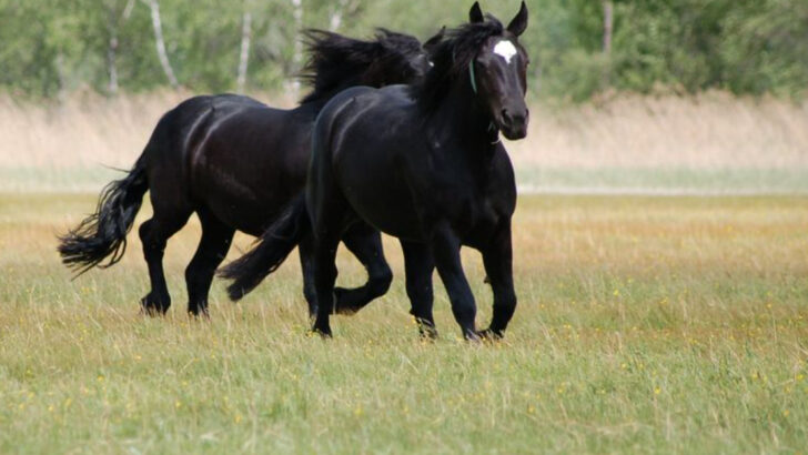 15 Rare Horse Breeds That Most People Don’t Know Exist