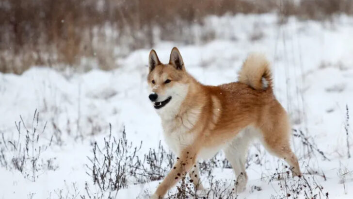 15 Russian Dog Breeds That Were Built for Snow, Strength, and Loyalty