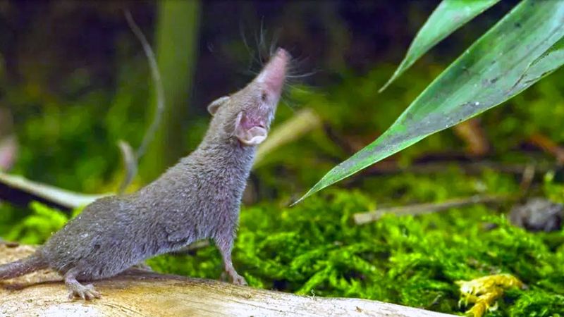 Etruscan Shrew