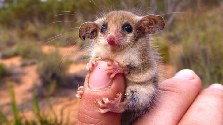 15 Smallest Mammals on Earth You Didn’t Know Existed