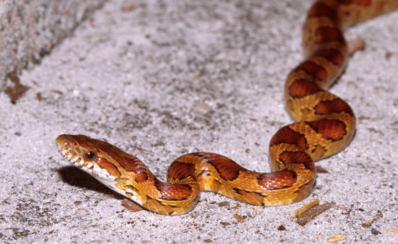 Corn Snake