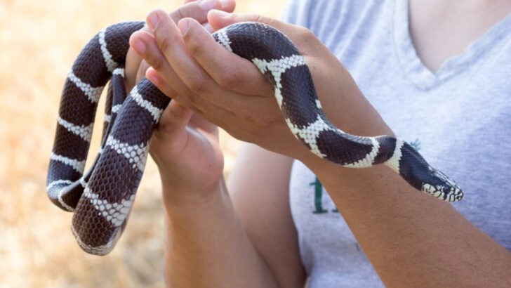15 Snakes That Are Less Scary Than They Look