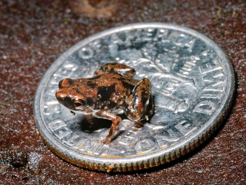 Paedophryne amauensis