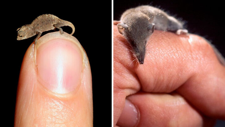 15 Tiny Animal Species That Could Sit on Your Finger—And Might Be Watching You Right Now
