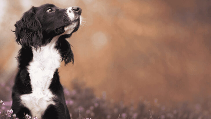 15 Touching Signs Your Dog Is Still Watching Over You Every Day