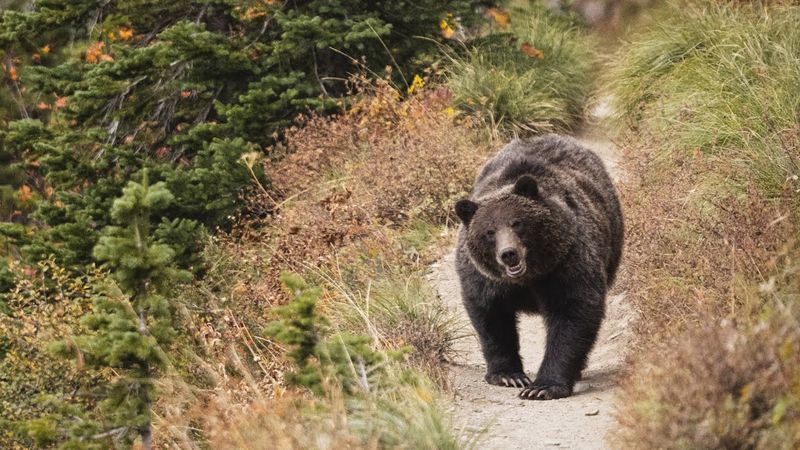 Highline Trail – Glacier National Park, MT