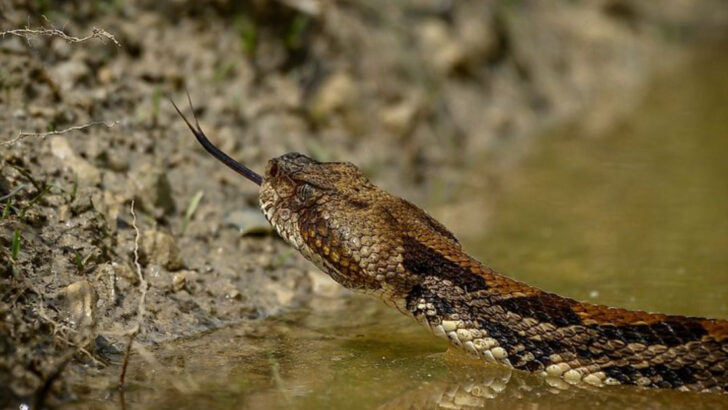 15 U.S. Rivers Full of Venomous Snakes (And 5 That Are Snake-Free Zones)
