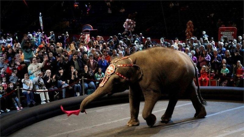 Elephants