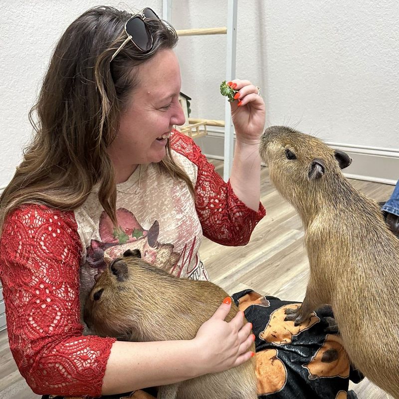 Capybara