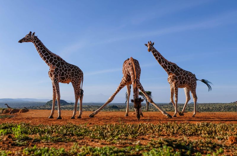 Gentle Giraffes