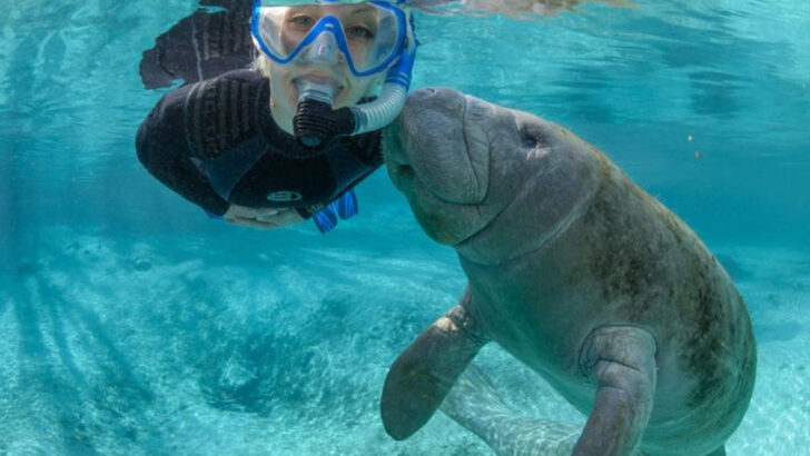 15 Wild Animals You Can Safely Watch and 5 That You Should Avoid at All Costs
