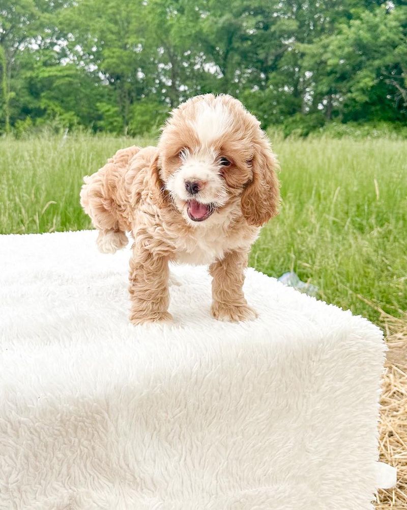 Corkie (Cocker Spaniel & Yorkie)