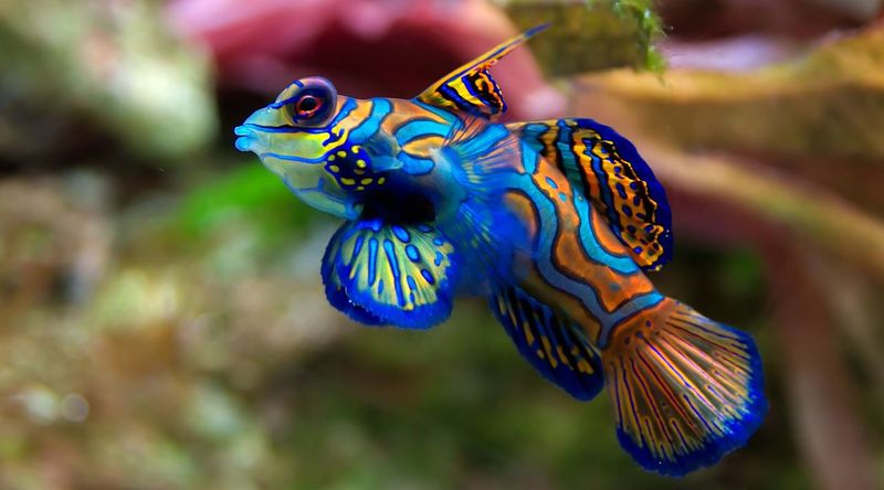 Mandarin Fish