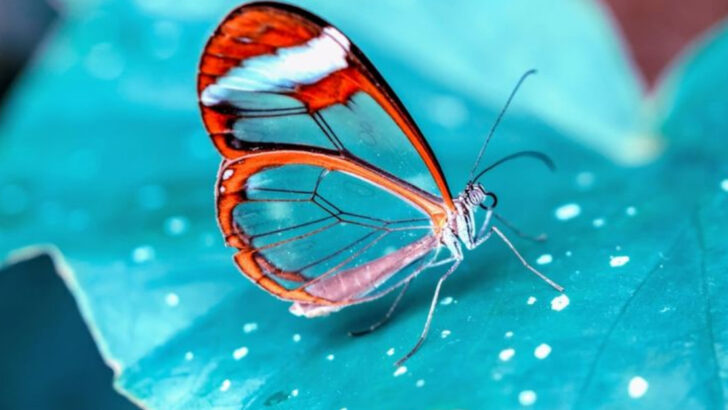 16 Animals So Beautiful, You’ll Think Nature Took Up Painting