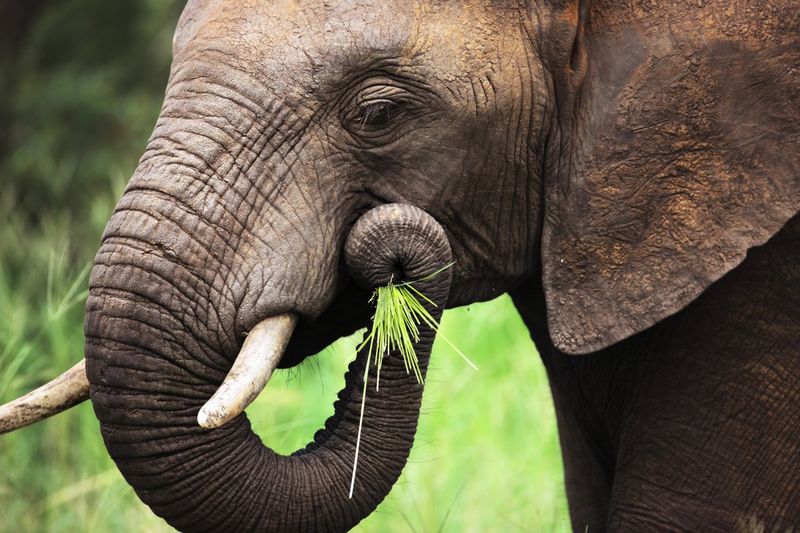 Elephants